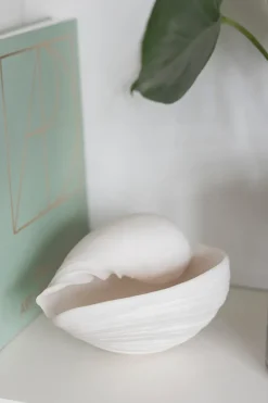 Adorno Conch concha, Small