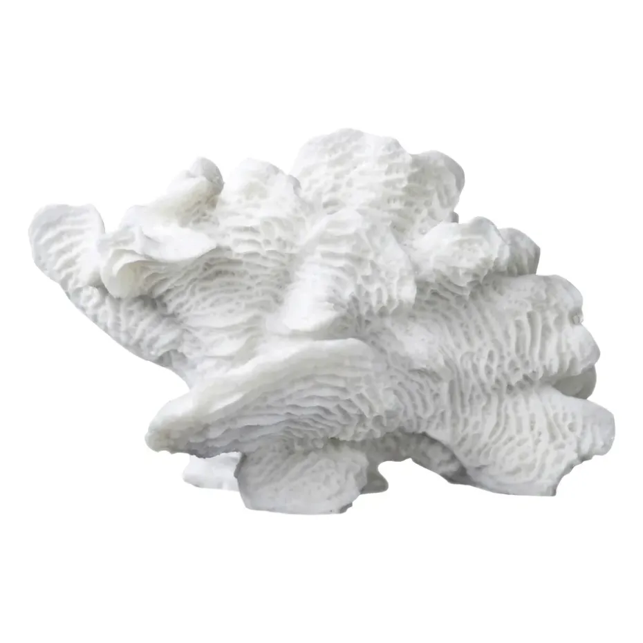 Decoración Coral fan, White