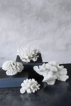 Decoración Coral fan, White