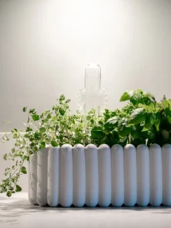 Globos de riego Mumin, Transparente