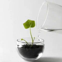 Invernadero Grow, Pequeño ø8 cm