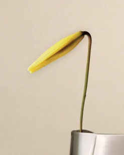 Jarrón Lituus large 34,2 cm, Acero inoxidable