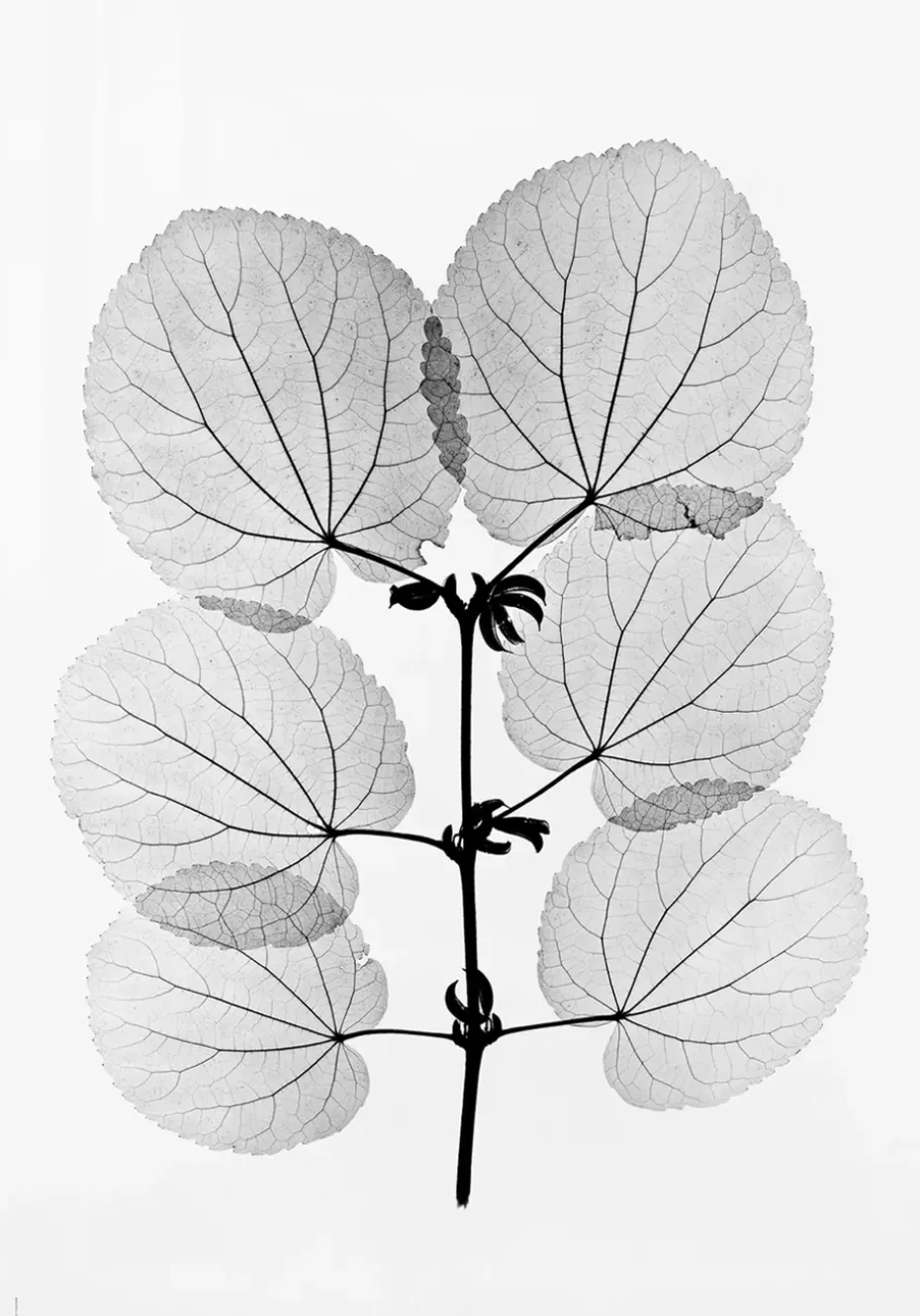 Lámina Katsura, 70x100 cm