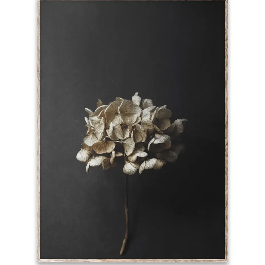 Lámina Still Life 04 Hydrangea, 50x70 cm