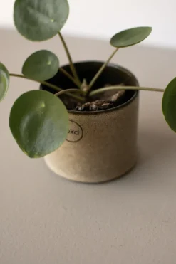 Maceta Astillbe pequeña Ø7 cm, Beige