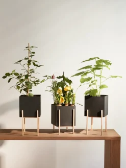 Maceta Botanic pedestal, negro-fresno