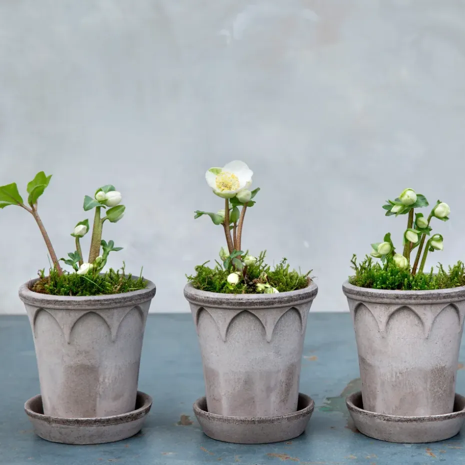 Maceta Elizabeth Ø14 cm, Grey