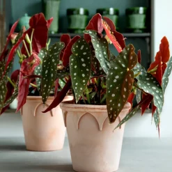 Maceta Elizabeth Ø14 cm, Rose