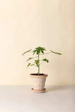 Maceta Fleur con plato, 2 piezas, Rosa, Ø21 cm