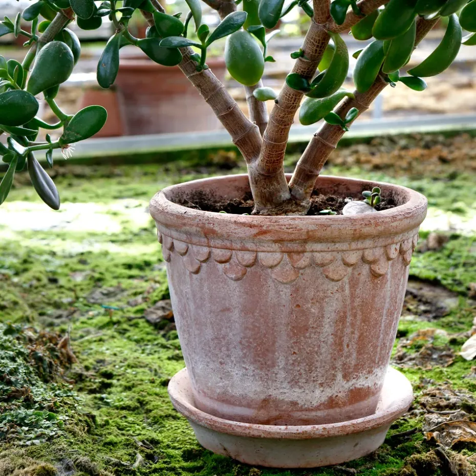 Maceta Københavner 21 cm, Rosa