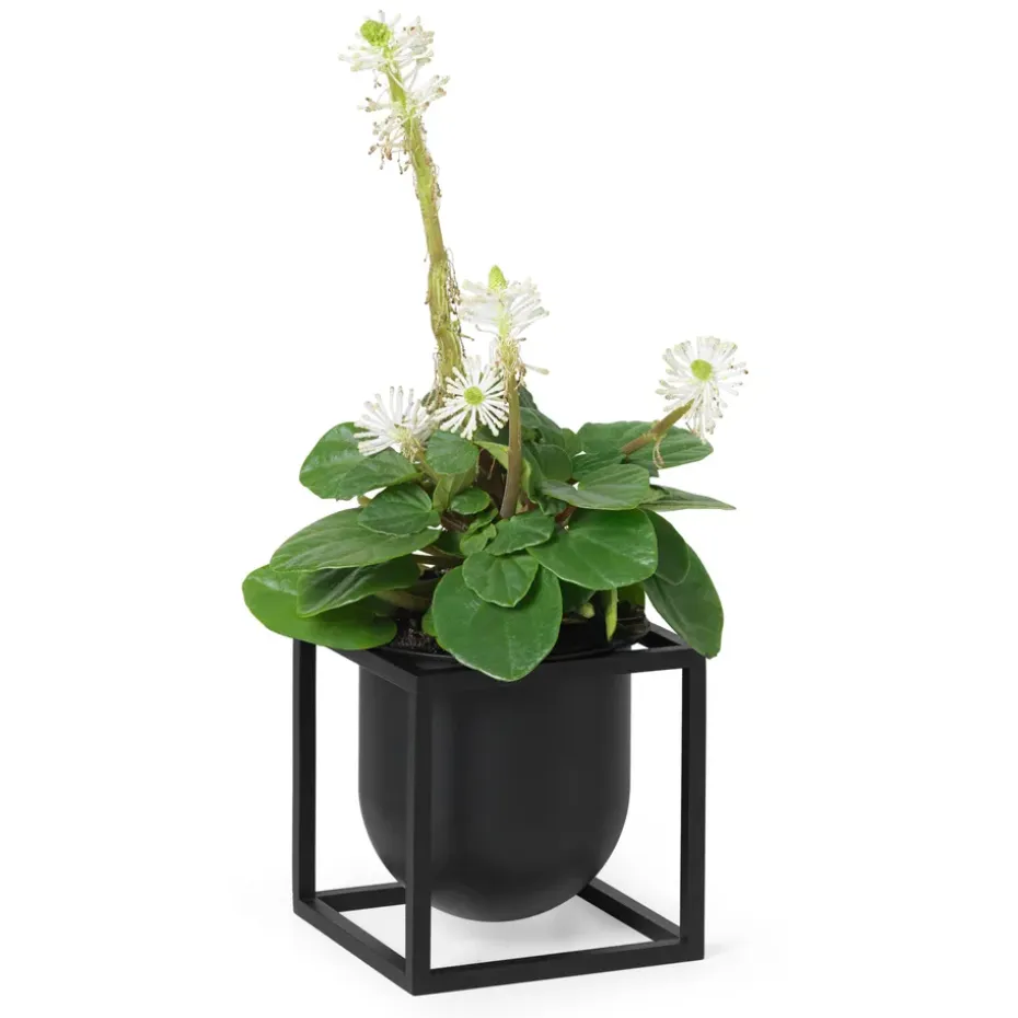 Maceta Kubus 10 cm, negro