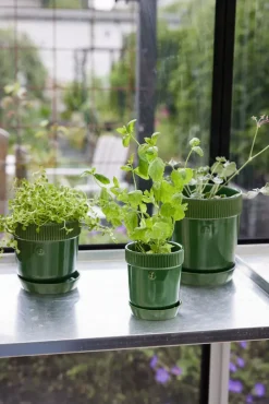 Maceta para especias Elise Ø11 cm, Verde