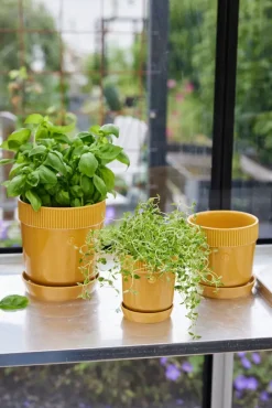 Maceta para especias Elise Ø11 cm, Amarillo