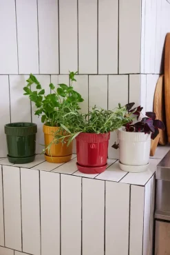 Maceta para especias Elise Ø11 cm, Burdeos