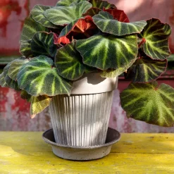 Maceta Simona 16 cm, gris