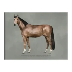 Póster The anatomy of the horse, 50x70 cm