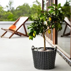 Saco para plantar Korbo 3 piezas, 24 L