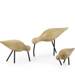 Shorebird, roble-negro, mediano